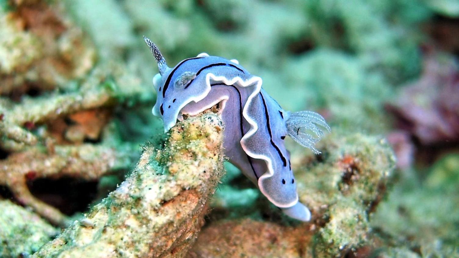 Bunaken Sea Garden Resort Luaran gambar