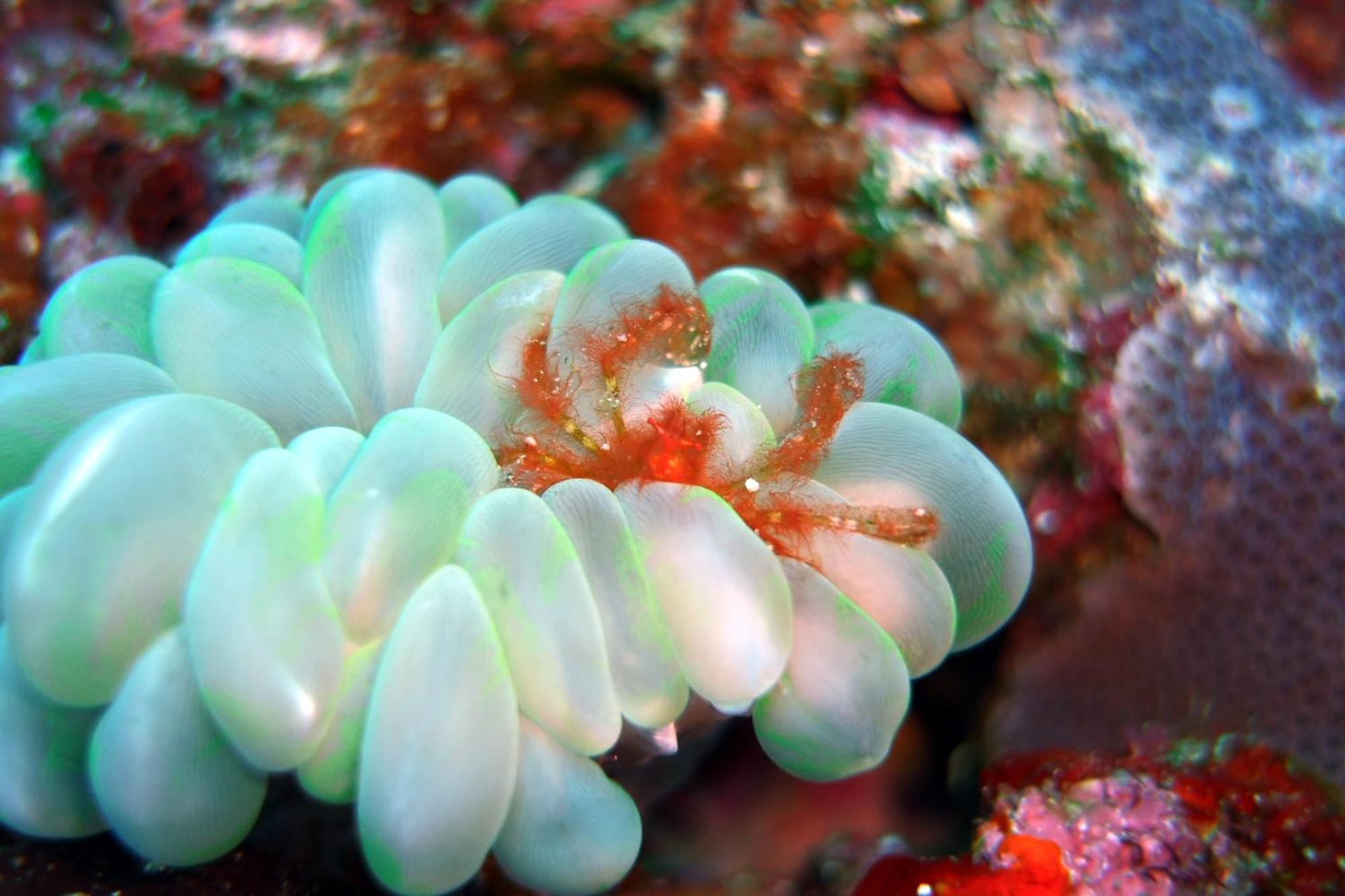 Bunaken Sea Garden Resort Luaran gambar