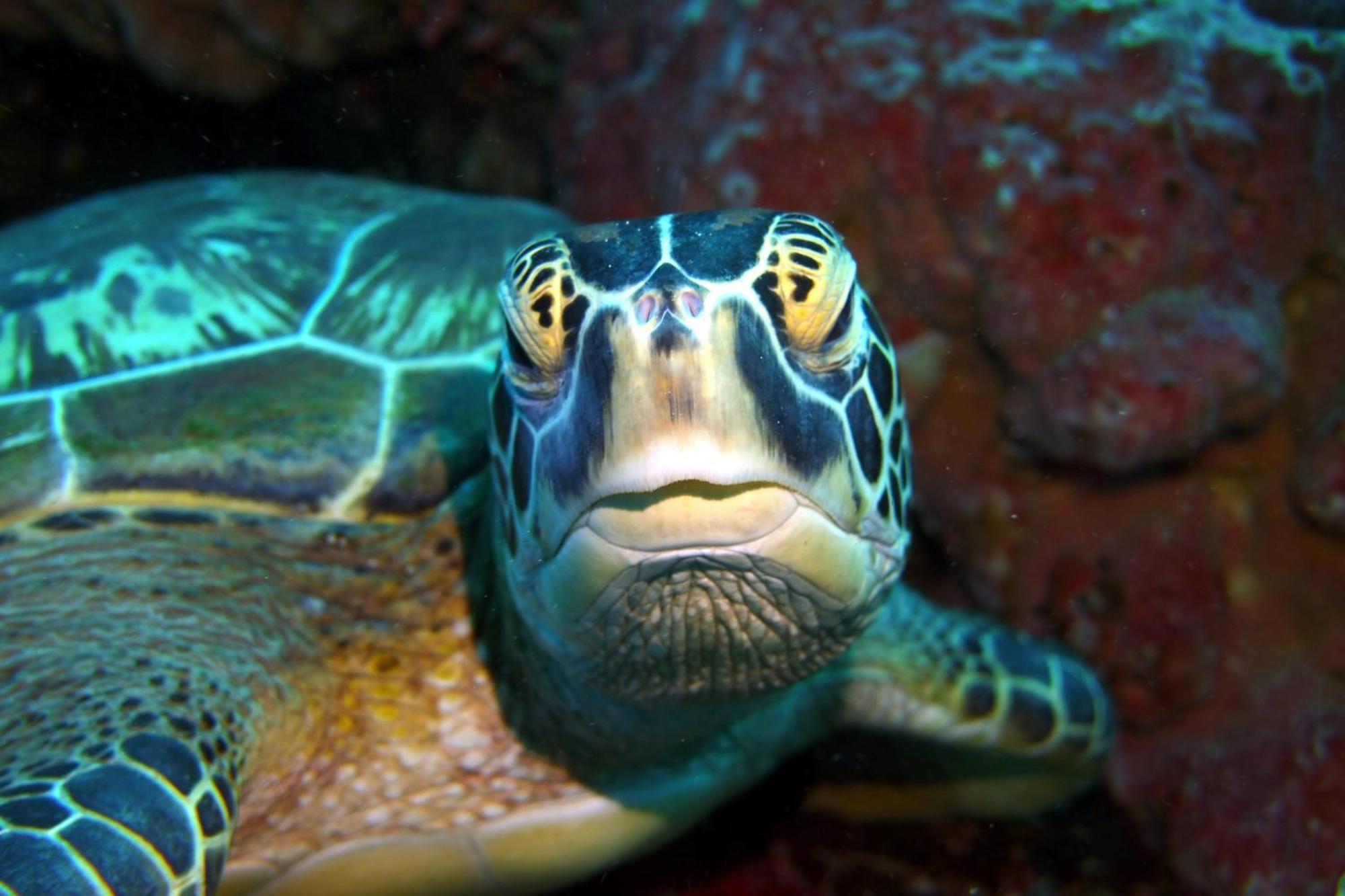 Bunaken Sea Garden Resort Luaran gambar