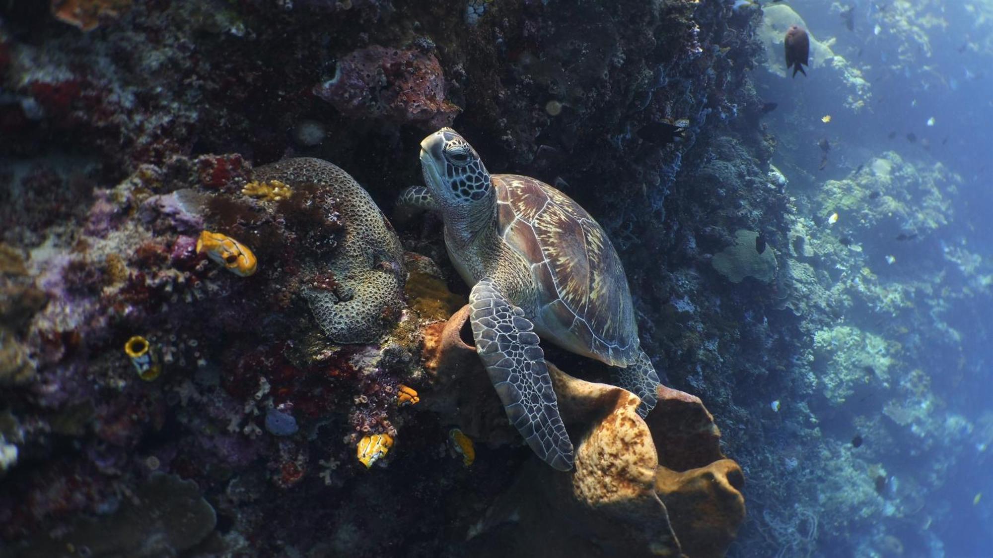 Bunaken Sea Garden Resort Luaran gambar