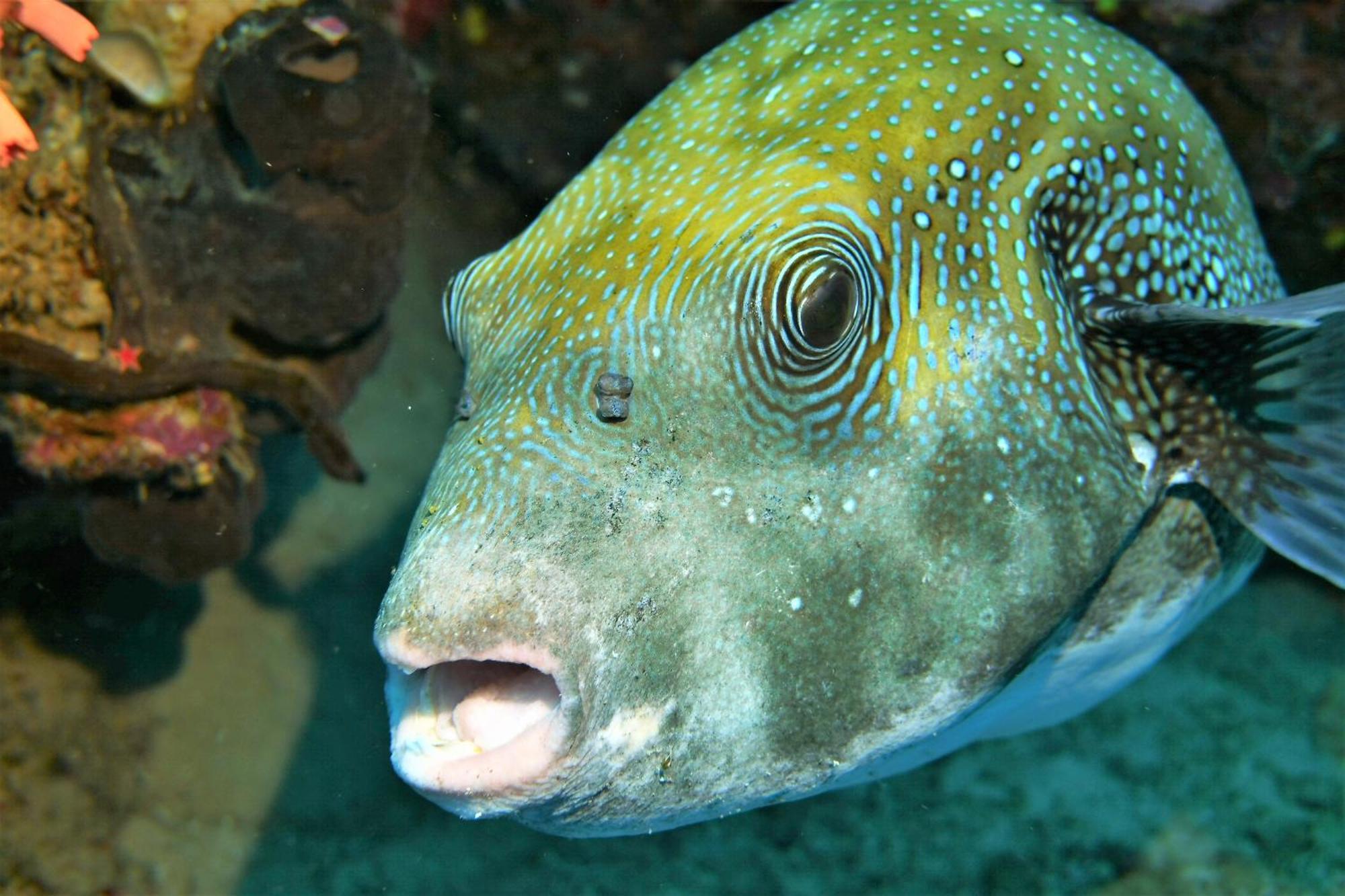 Bunaken Sea Garden Resort Luaran gambar