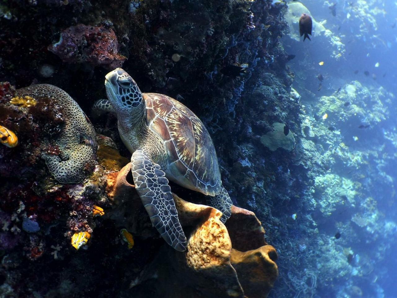 Bunaken Sea Garden Resort Luaran gambar