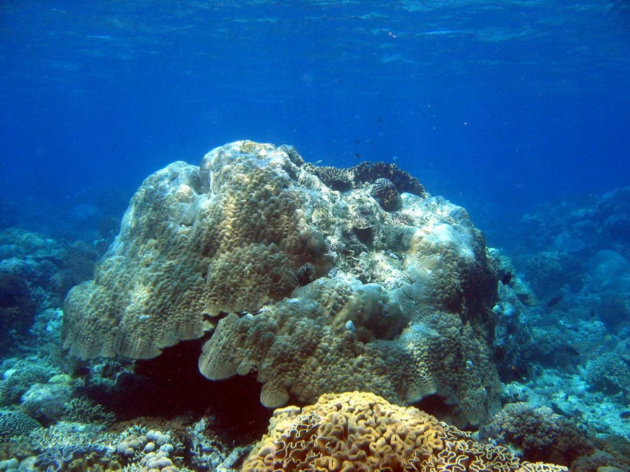 Bunaken Sea Garden Resort Luaran gambar